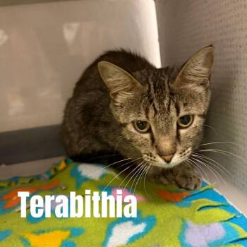 Terabithia -  Domestic Short Hair Cat for Adoption in Buffalo, Minnesota - Terabithia | PetCurious