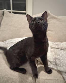 Rescue Bombay and Domestic Short Hair Cats for Adoption in Tuscaloosa, Alabama - Diesel | PetCurious