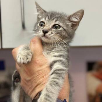 Domestic Short Hair Cats Available for Adoption in Fresno, California - Archie | PetCurious