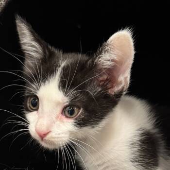 Rescue Domestic Short Hair Cats for Adoption in Elfin Forest, California - Dexter | PetCurious