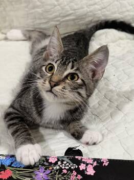 Lottie (Amputee) - North Conroe Petsmart -  Domestic Short Hair Cat for Adoption in Spring, Texas - Lottie (Amputee) - North Conroe Petsmart | PetCurious