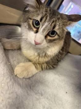 61383061 -  Domestic Short Hair Cat for Adoption in El Paso, Texas - 61383061 | PetCurious