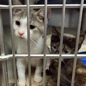 Berserker -  Domestic Short Hair Cat for Adoption in Mentor, Ohio - Berserker | PetCurious