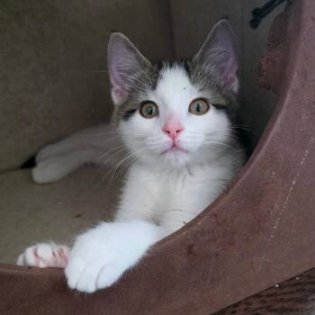 Amren -  Domestic Long Hair Cat for Adoption in Kansas City, Missouri - Amren | PetCurious