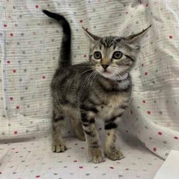 Lagoon -  Domestic Short Hair Cat for Adoption in Long Beach, California - Lagoon | PetCurious