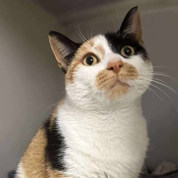 Rescue Domestic Short Hair Cats for Adoption in Washington, District Of Columbia - Rhiannon (16726) | PetCurious