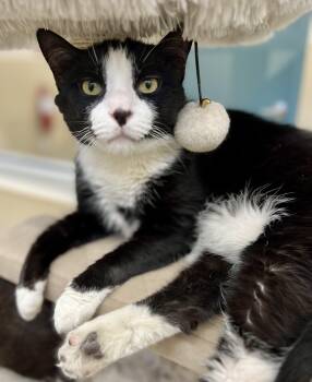 Rescue Domestic Short Hair Cats for Adoption in New Rochelle, New York - Andy | PetCurious