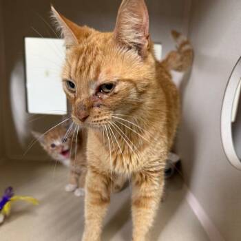 Domestic Short Hair Cats Available for Adoption in Houston, Texas - Heather | PetCurious