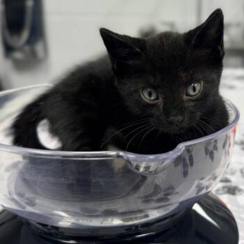 Orchid -  Domestic Short Hair Cat for Adoption in West Palm Beach, Florida - Orchid | PetCurious