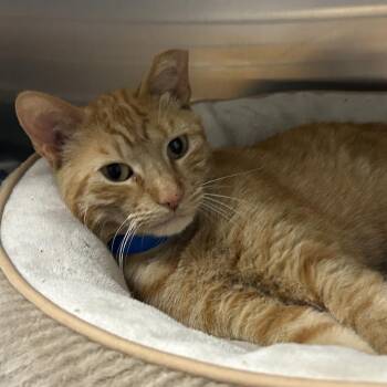 Domestic Short Hair Cats Available for Adoption in Auburn, Alabama - Bibble | PetCurious