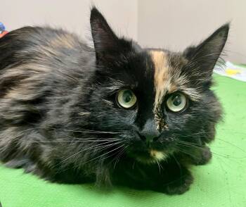 Tortoiseshell and Domestic Medium Hair Cats Available for Adoption in Minesing, Ontario - OKAASAN | PetCurious