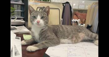 Domestic Short Hair Cats Available for Adoption - Mama Lily | PetCurious