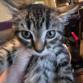 Cove (in Stevensville, MD) -  Domestic Short Hair Cat for Adoption - Cove (in Stevensville, MD) | PetCurious