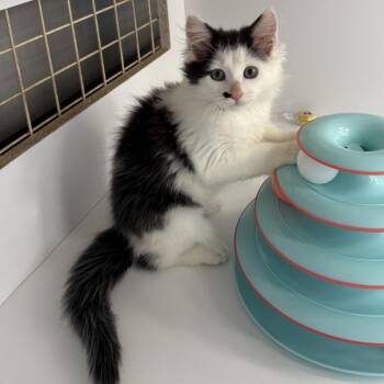 Titi -  Domestic Short Hair Cat for Adoption in Philadelphia, Pennsylvania - Titi | PetCurious