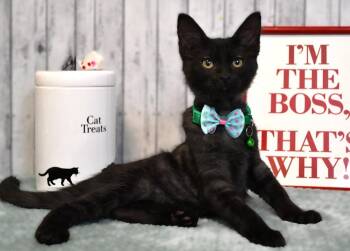 Kirk -  Domestic Medium Hair Cat for Adoption in Roanoke, Texas - Kirk | PetCurious