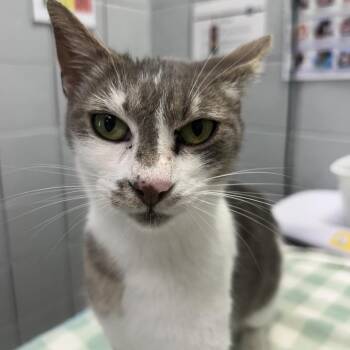 Pumpkin Spice Latte -  Domestic Short Hair Cat for Adoption in West Olive, Michigan - Pumpkin Spice Latte | PetCurious