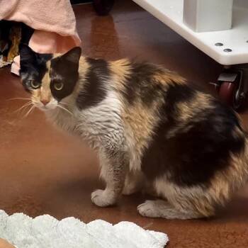 Queen Butterscotch -  Domestic Medium Hair Cat for Adoption in Goleta, California - Queen Butterscotch | PetCurious