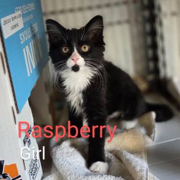 Raspberry -  Domestic Medium Hair Cat for Adoption in Wyandotte, Michigan - Raspberry | PetCurious