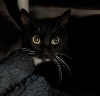 Java -  Domestic Short Hair Cat for Adoption in Sherwood, Oregon - Java | PetCurious