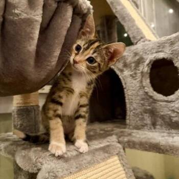 Patch -  Domestic Short Hair Cat for Adoption in Clearwater, Florida - Patch | PetCurious