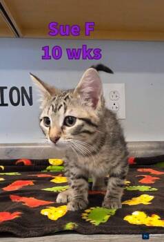 Domestic Short Hair Cats Available for Adoption in Liberty, Missouri - Sue | PetCurious