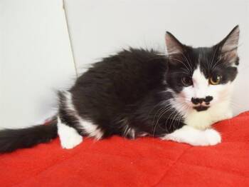 DAKOTA -  Domestic Medium Hair Cat for Adoption in Sacramento, California - DAKOTA | PetCurious