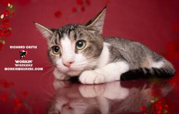 Abyssinian and Tabby Cats Available for Adoption - RICHARD CASTLE | PetCurious