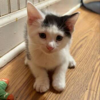 Domestic Short Hair Cats Available for Adoption in Dekalb, Illinois - Fiona | PetCurious