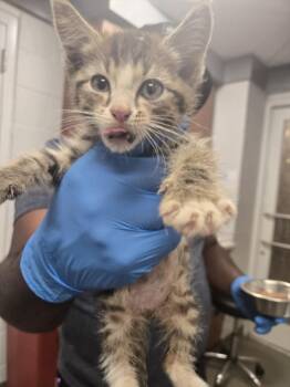 TOOTLES -  Domestic Short Hair Cat for Adoption in Hagerstown, Maryland - TOOTLES | PetCurious