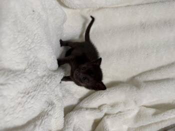 Circus -  Domestic Short Hair Cat for Adoption in Fruit Heights, Utah - Circus | PetCurious