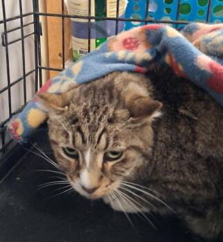 Bella -  Domestic Short Hair Cat for Adoption in Ogden, Utah - Bella | PetCurious
