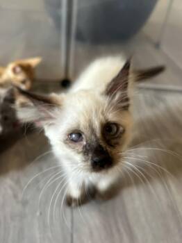 Bloodfang Eater of Spines - Athens, GA -  Domestic Long Hair and Siamese Cat for Adoption in Greensboro, Georgia - Bloodfang Eater Of Spines - Athens, GA | PetCurious