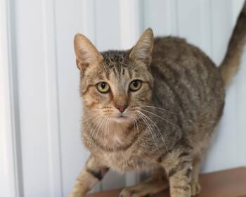 Rescue Domestic Short Hair Cats for Adoption in Lancaster, Ohio - Knox | PetCurious
