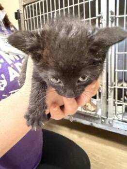 Tater Skins -  Domestic Short Hair Cat for Adoption in West Chester, Pennsylvania - Tater Skins | PetCurious