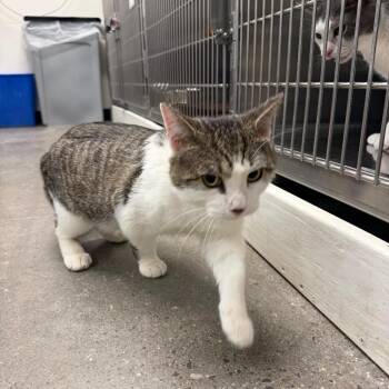 Domestic Short Hair Cats Available for Adoption in Buffalo, New York - Gene Mcarthy | PetCurious