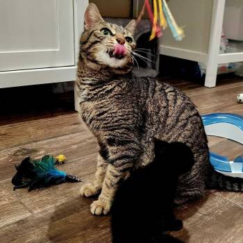 Alyvia -  Domestic Short Hair Cat for Adoption in Wilsonville, Oregon - Alyvia | PetCurious