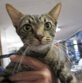 Rescue Domestic Short Hair Cats for Adoption in West Memphis, Arkansas - Joy | PetCurious