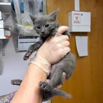 Swoop -  Domestic Short Hair Cat for Adoption in Newark, New Jersey - Swoop | PetCurious