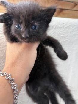 Claire -  Domestic Medium Hair Cat for Adoption in Key West, Florida - Claire | PetCurious