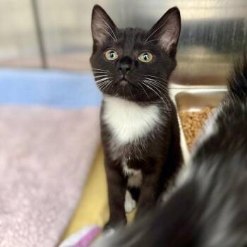 Scooter -  American Shorthair Cat for Adoption in Asheville, North Carolina - Scooter | PetCurious