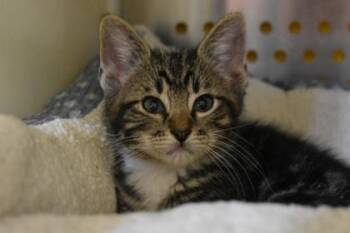 Shark -  Domestic Short Hair Cat for Adoption in Kansas City, Missouri - Shark | PetCurious