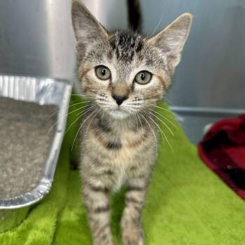 Rainbows -  Domestic Short Hair Cat for Adoption in Matteson, Illinois - Rainbows | PetCurious
