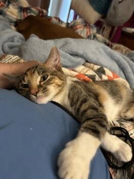 Rescue Domestic Short Hair Cats for Adoption in Memphis, Tennessee - Tinkerbell | PetCurious