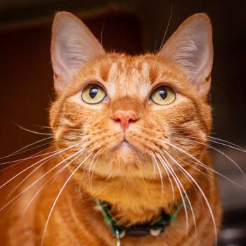 Baby Baby -  Domestic Short Hair Cat for Adoption in Hattiesburg, Mississippi - Baby Baby | PetCurious