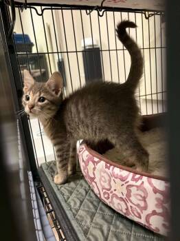 Parker -  Domestic Short Hair Cat for Adoption - Parker | PetCurious