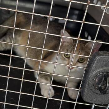 Moana -  Domestic Short Hair Cat for Adoption in Greensboro, North Carolina - Moana | PetCurious