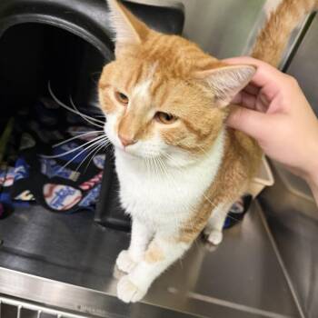 Ozzy -  Domestic Short Hair Cat for Adoption in Brookfield, Missouri - Ozzy | PetCurious