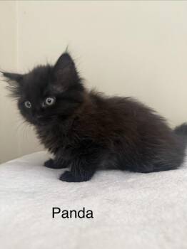 Domestic Medium Hair Cats Available for Adoption in Ferndale, Michigan - Panda | PetCurious