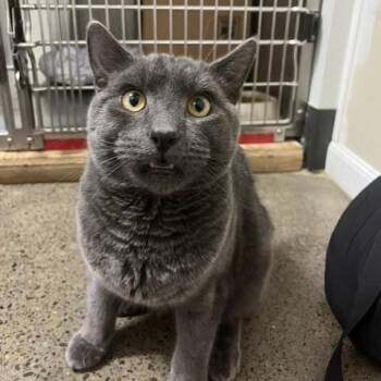 Figaro -  Domestic Short Hair Cat for Adoption in Portland, Oregon - Figaro | PetCurious