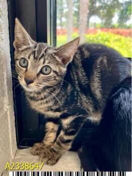 MEOW -  Domestic Short Hair Cat for Adoption in West Palm Beach, Florida - MEOW | PetCurious